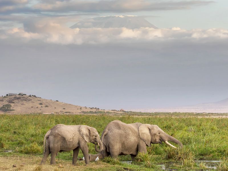 Kenya Maasai Mara and Uganda Bwindi - Fly In (7 Days)